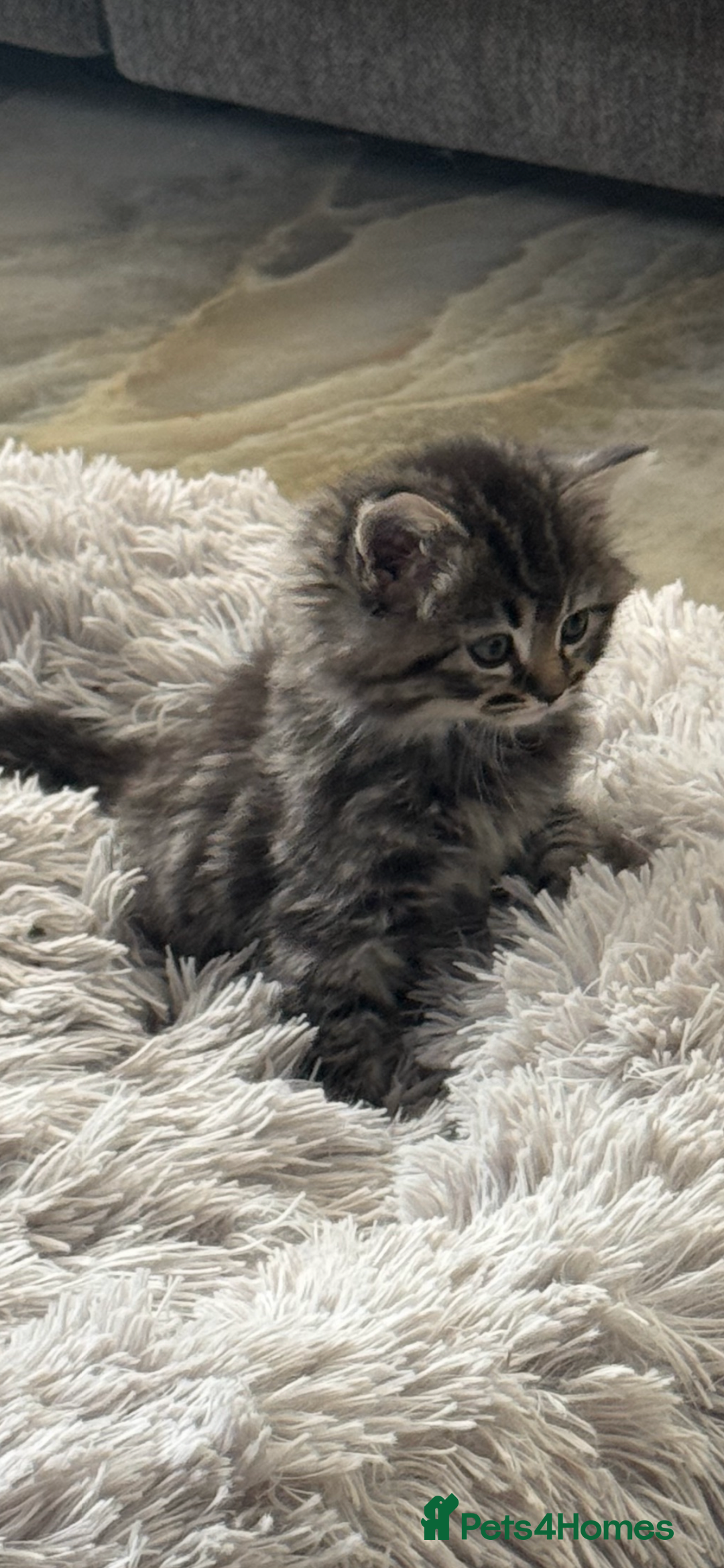 Mixed Breed cats for sale: Maine coon x ragdoll  - Image 11
