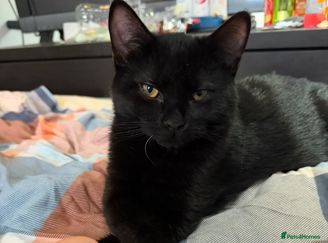 Mixed Breed cats for sale: Black and Grey sibling kittens in Southampton - Advert 4