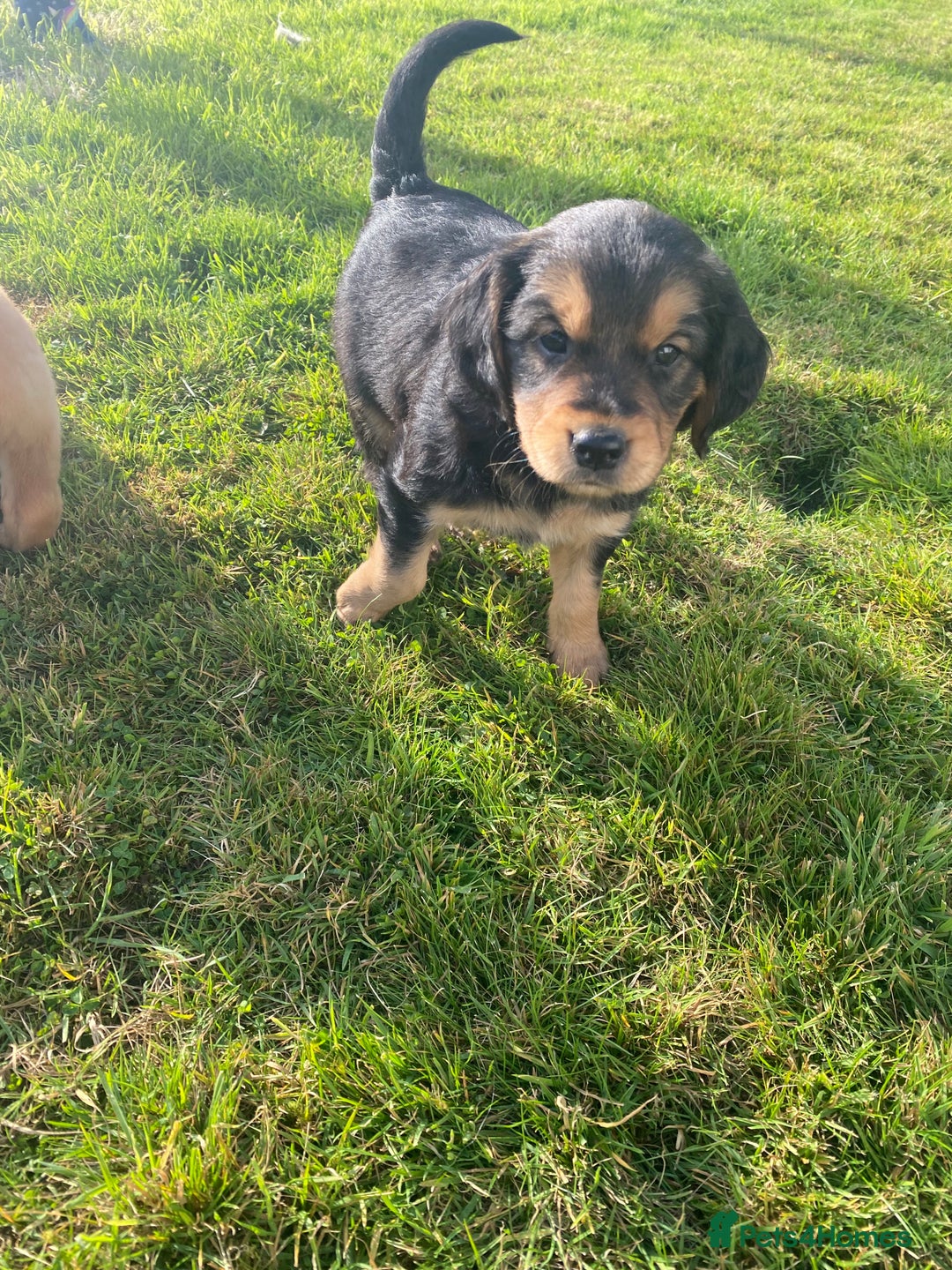 Mixed Breed dogs for sale: 8 Beautiful pups looking their forever home🥰 - Image 16