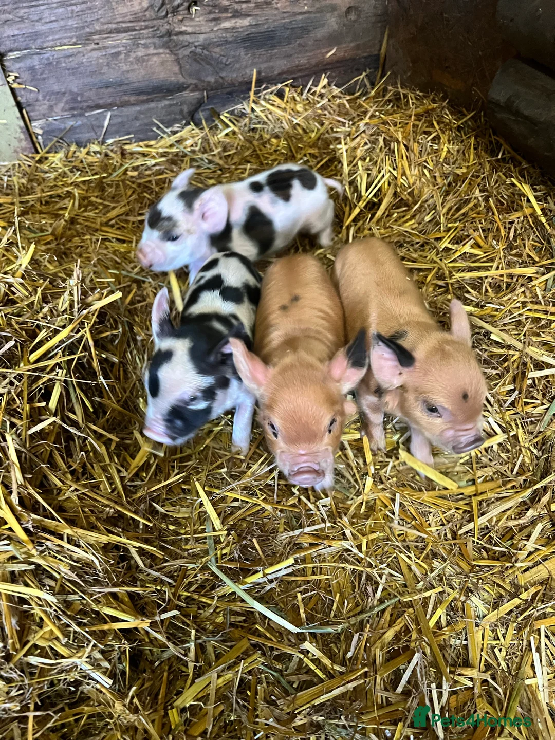 Pig livestock for sale: purebred Kune kune pigs - Advert 10