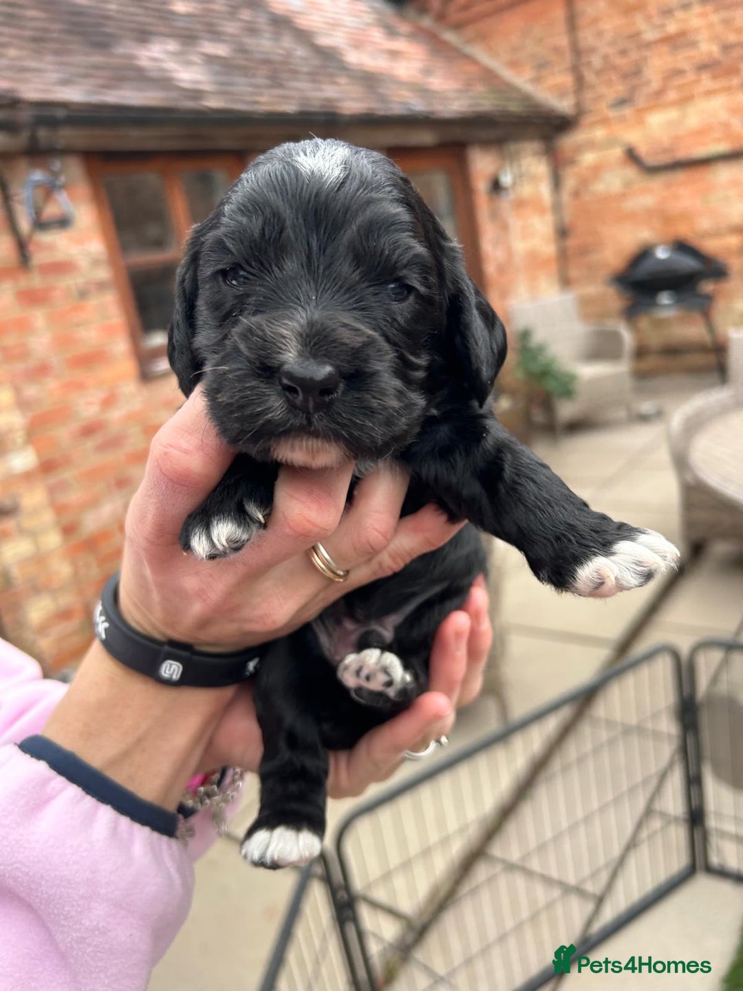 Cocker Spaniel dogs for sale: Working Cocker Spaniel Puppies  - Advert 9
