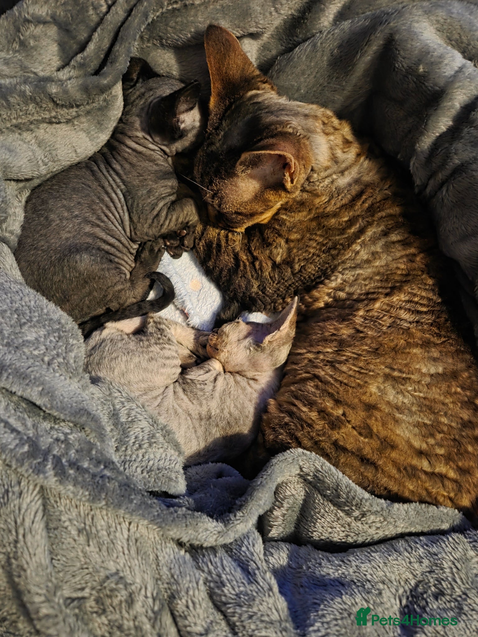 Devon Rex cats Beautiful Devon Rex Kittens 💛 - Advert 2