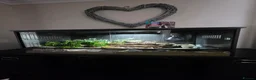 Leopard Gecko reptiles for sale: Leopard gecko male  in Bromsgrove - Advert 7