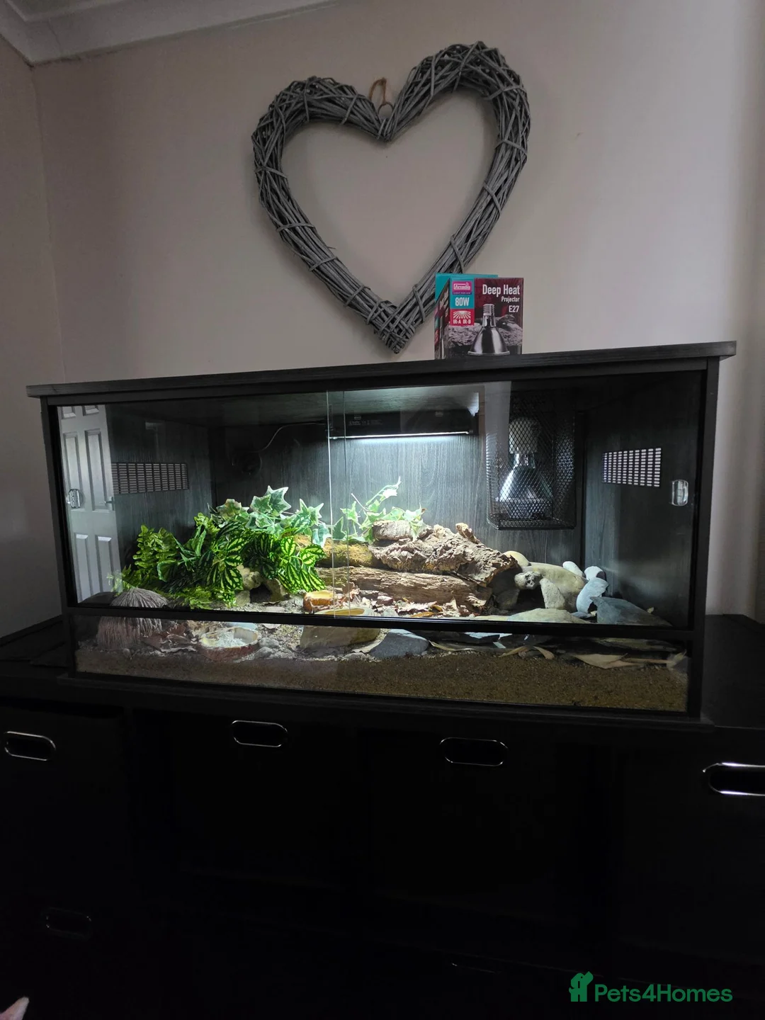 Leopard Gecko reptiles for sale: Leopard gecko male  in Bromsgrove - Advert 7