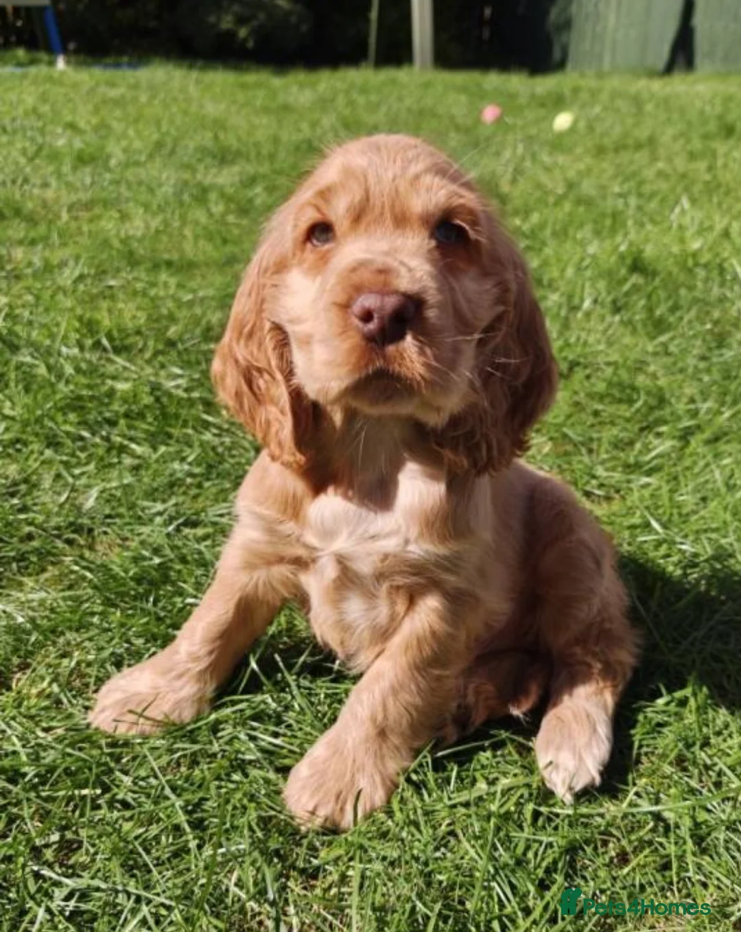 Cocker Spaniel dogs for sale: Kc registered cocker spaniel puppies (show Line)  - Advert 1