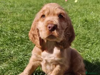 Cocker Spaniel dogs Kc registered cocker spaniel puppies (show Line) - Advert 4