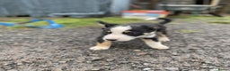 Border Collie dogs for sale: Black & White Border Collie Pups near Hay-on-Wye - Advert 7