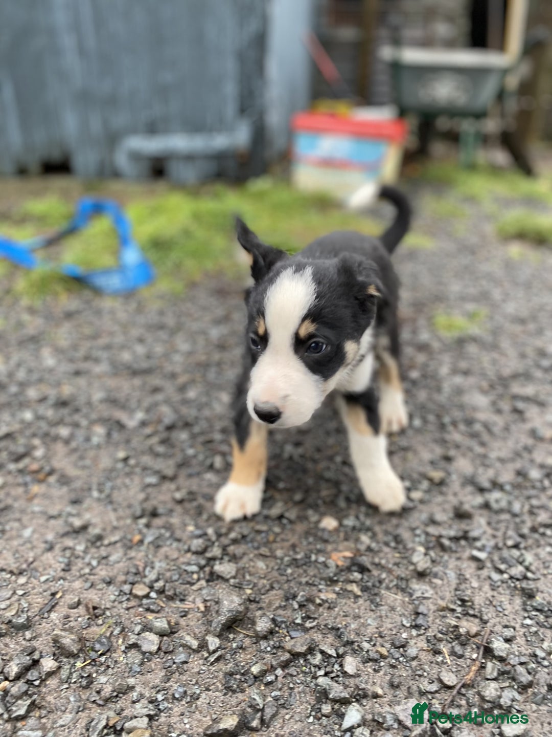 Border Collie dogs for sale: Black & White Border Collie Pups near Hay-on-Wye - Advert 7