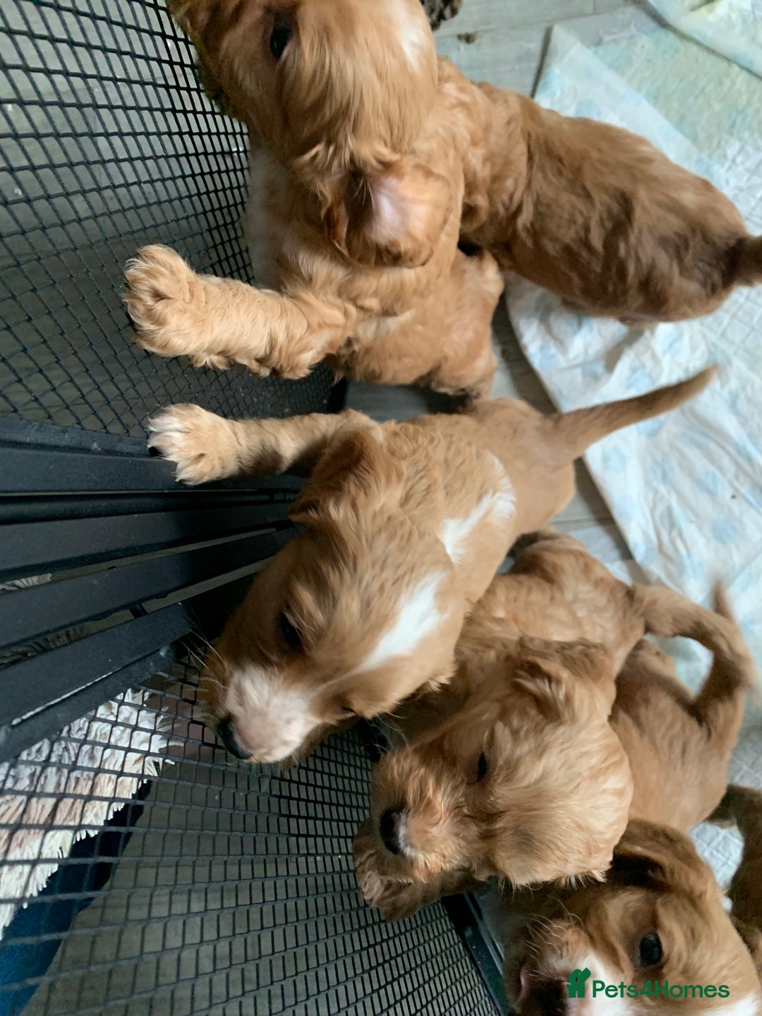 Cockapoo dogs for sale: Beautiful f1b puppies for sale  - Image 7