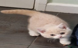 British Shorthair cats for sale: TWO BRITISH SHORTHAIR GCCF registered kittens - Image 1