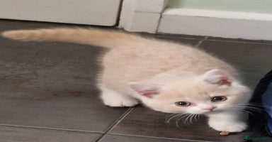 British Shorthair cats TWO BRITISH SHORTHAIR GCCF registered kittens - Advert 14