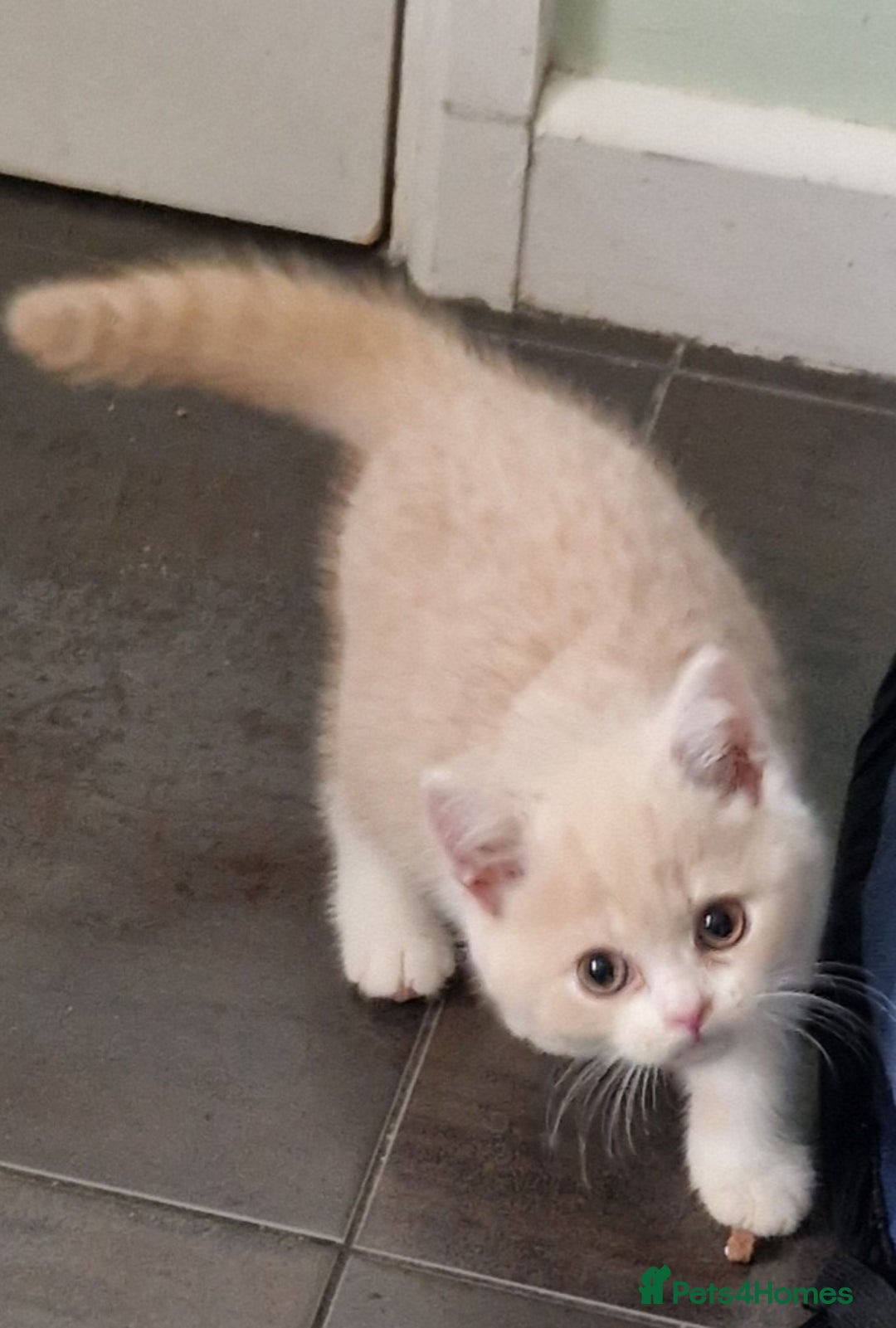 British Shorthair cats for sale: TWO BRITISH SHORTHAIR GCCF registered kittens - Image 1