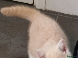 British Shorthair cats - Advert 1