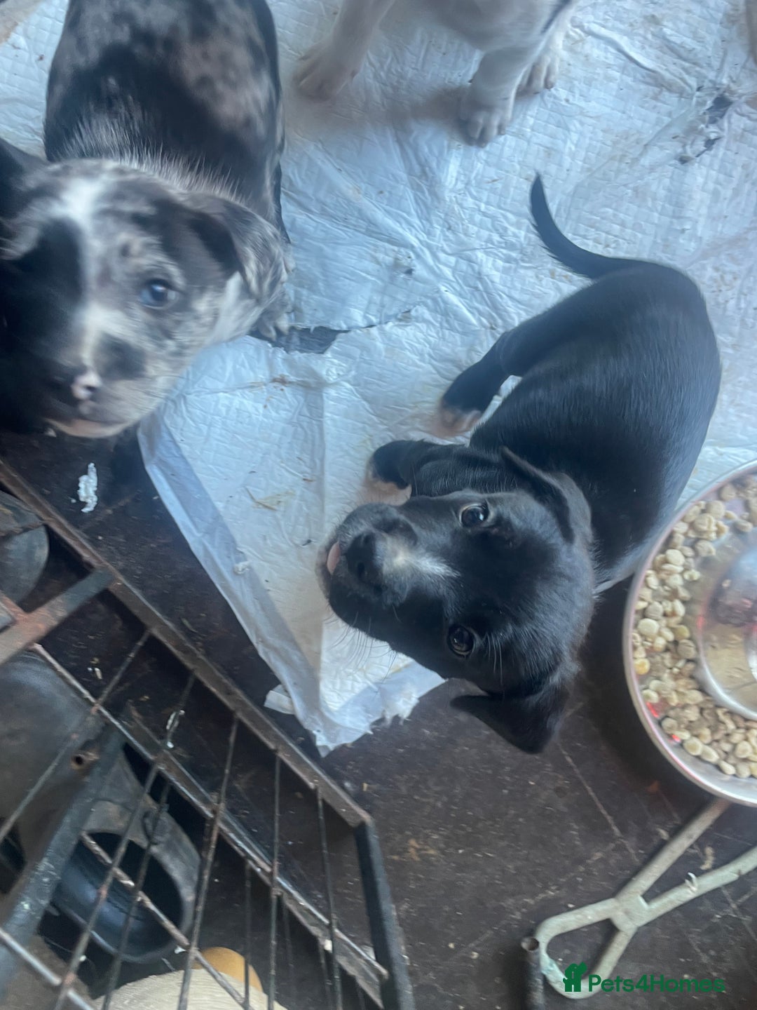 Mixed Breed dogs for sale: Aussie shepherd/staffy - Image 16