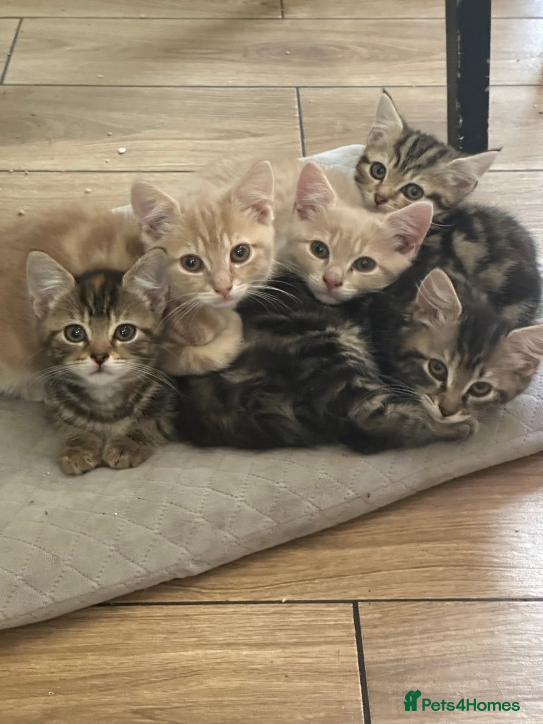 Mixed Breed cats for sale: Your forever pet for their forever home🥰 - Image 7