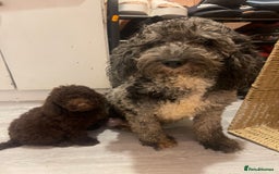 Cavapoo dogs for sale: Red Chocolate cavapoo boys  - Image 6