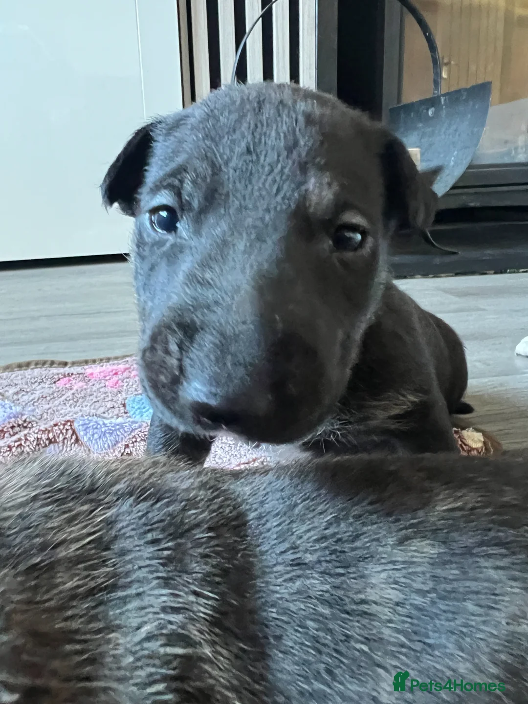 English Bull Terrier dogs for sale: KC registered English Bull Terrier Puppies - Advert 2