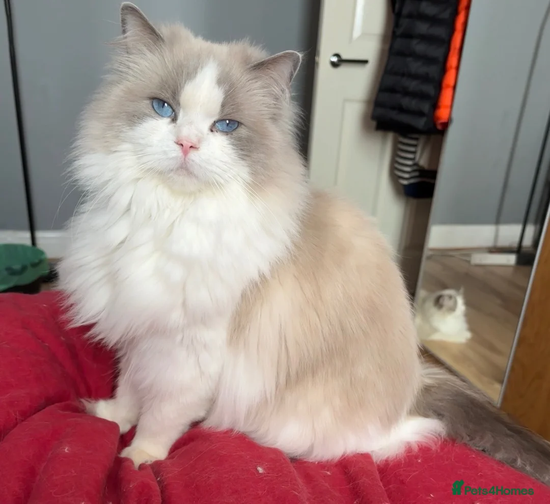 Ragdoll cats for sale: Champion Chunky Ragdoll Kittens-Famous R Bloodline - Advert 16