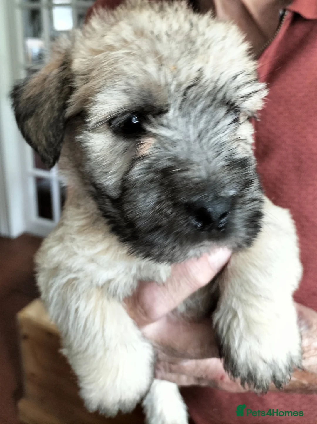 Glen of Imaal Terrier dogs for sale: Glen of Imaal puppies! - Advert 9