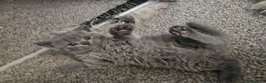Dark grey/blue female