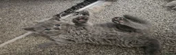 British Shorthair cats for sale: British Shorthair kittens!  - Advert 8