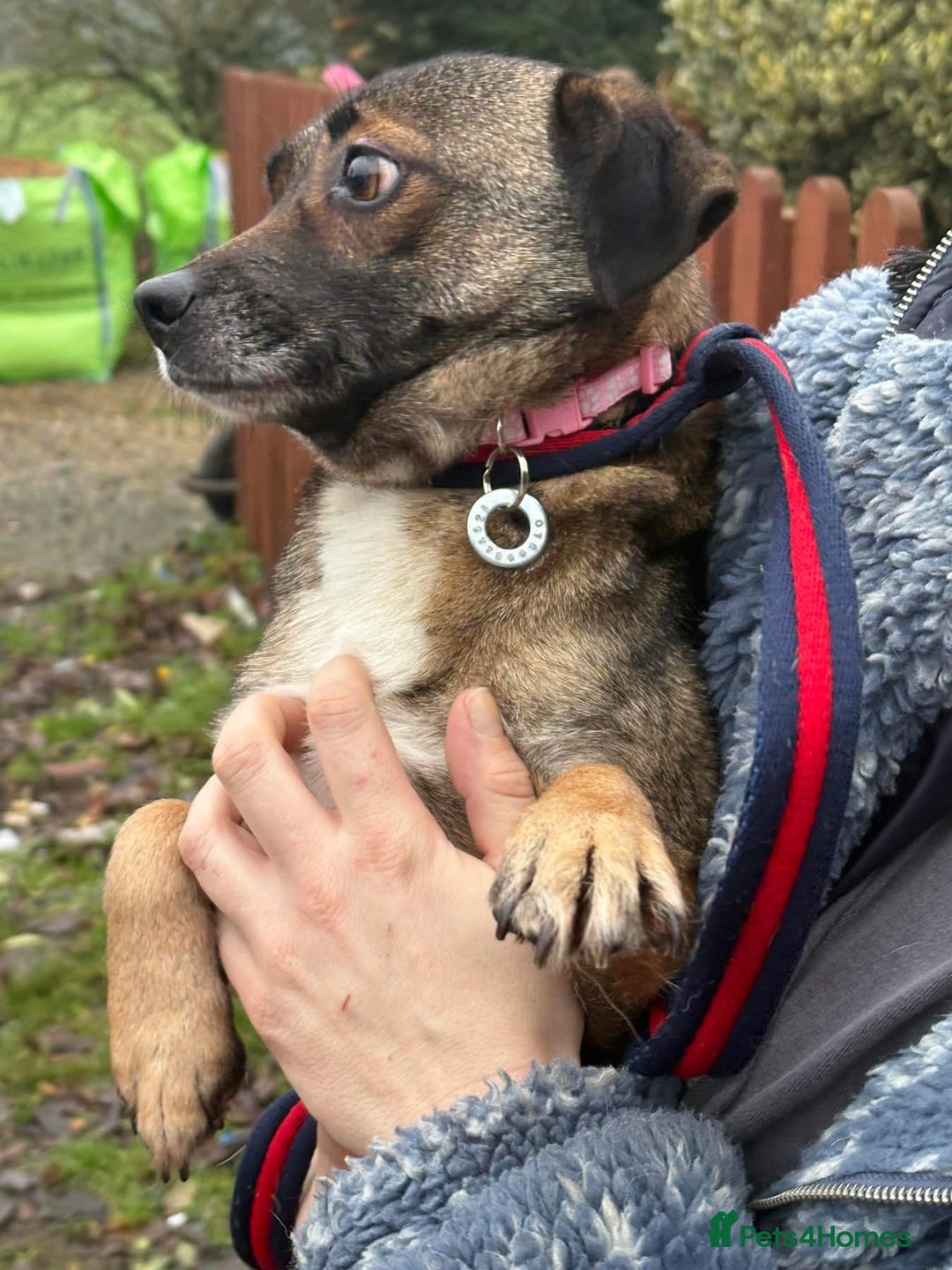 Mixed Breed dogs for adoption: Lindy - Norwich Norfolk  - Advert 11