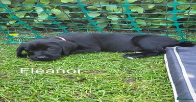 Labrador Retriever dogs - Advert 2