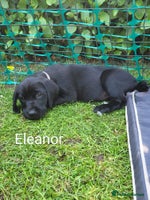 Labrador Retriever dogs - Advert 2