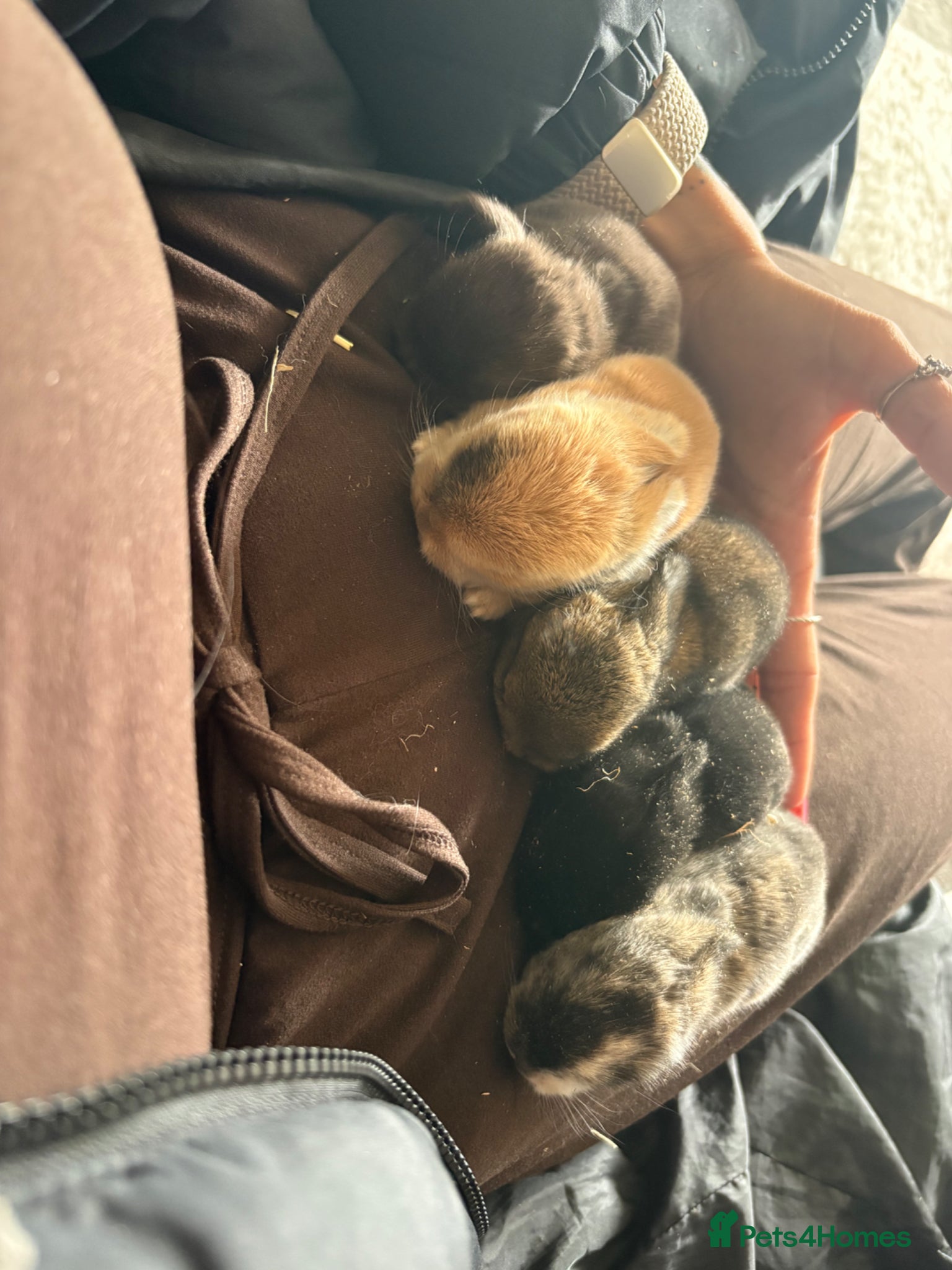 Mini Lop rabbits Baby rabbits  - Advert 19