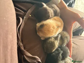 Mini Lop rabbits Baby rabbits - Advert 19