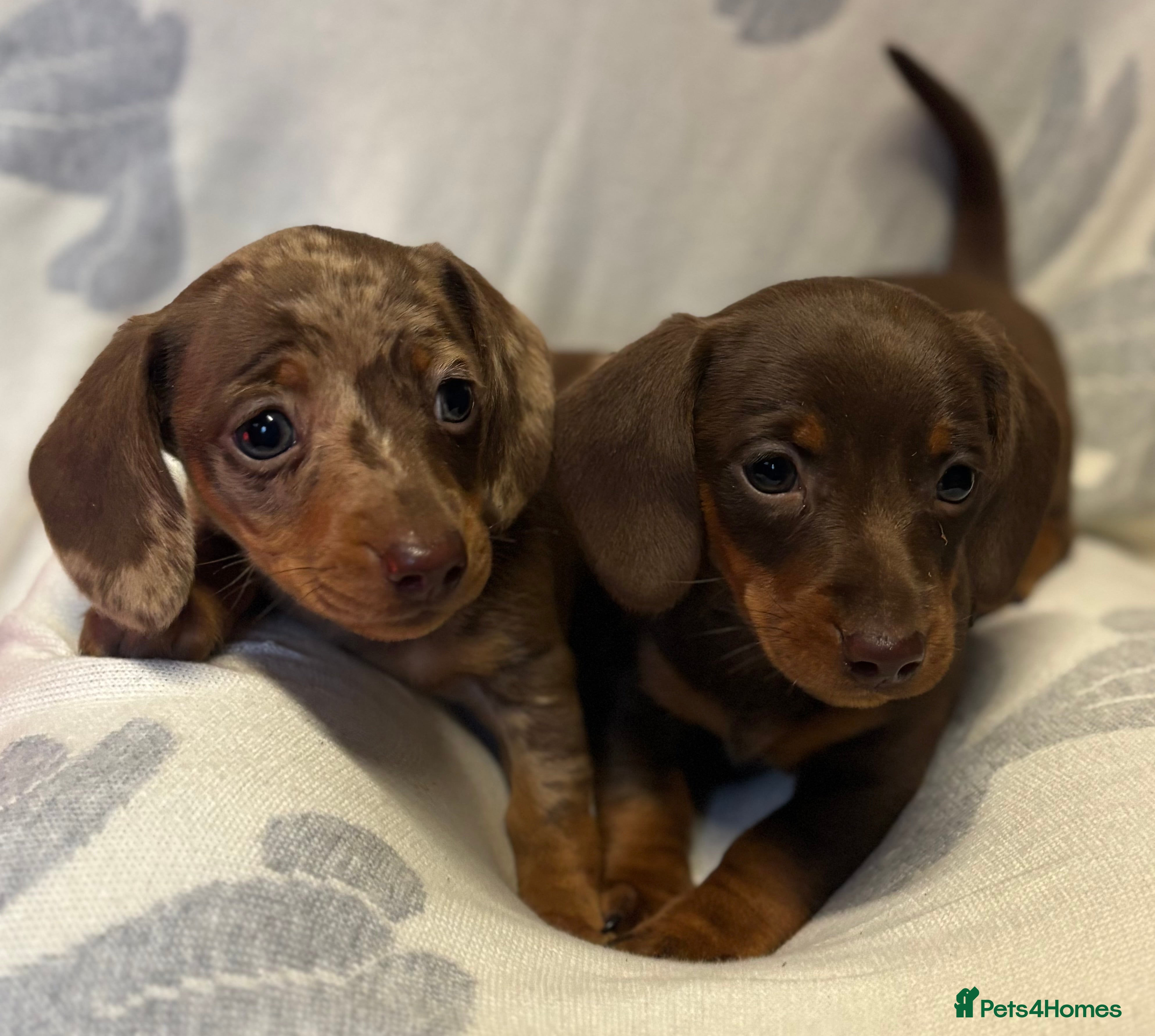 Dachshund dogs Two beautiful boys  - Advert 1