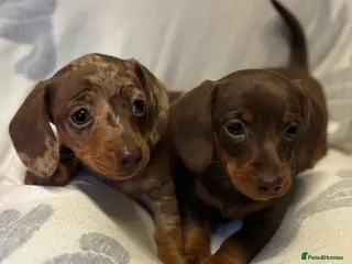 Dachshund dogs Two beautiful boys - Advert 1