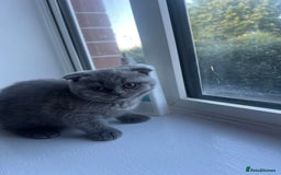 Scottish Fold cats for sale: Beautiful chunky Scottish fold - Image 12
