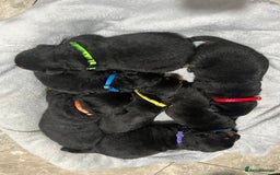 Rottweiler dogs for sale: Purebred German Rottweiler Puppies - Advert 2