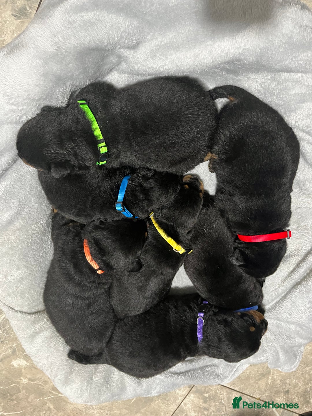 Rottweiler dogs for sale: Purebred German Rottweiler Puppies - Advert 2