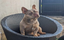 French Bulldog dogs for sale: Fluffy French Bulldogs/DNA Tested Parents  - Image 32