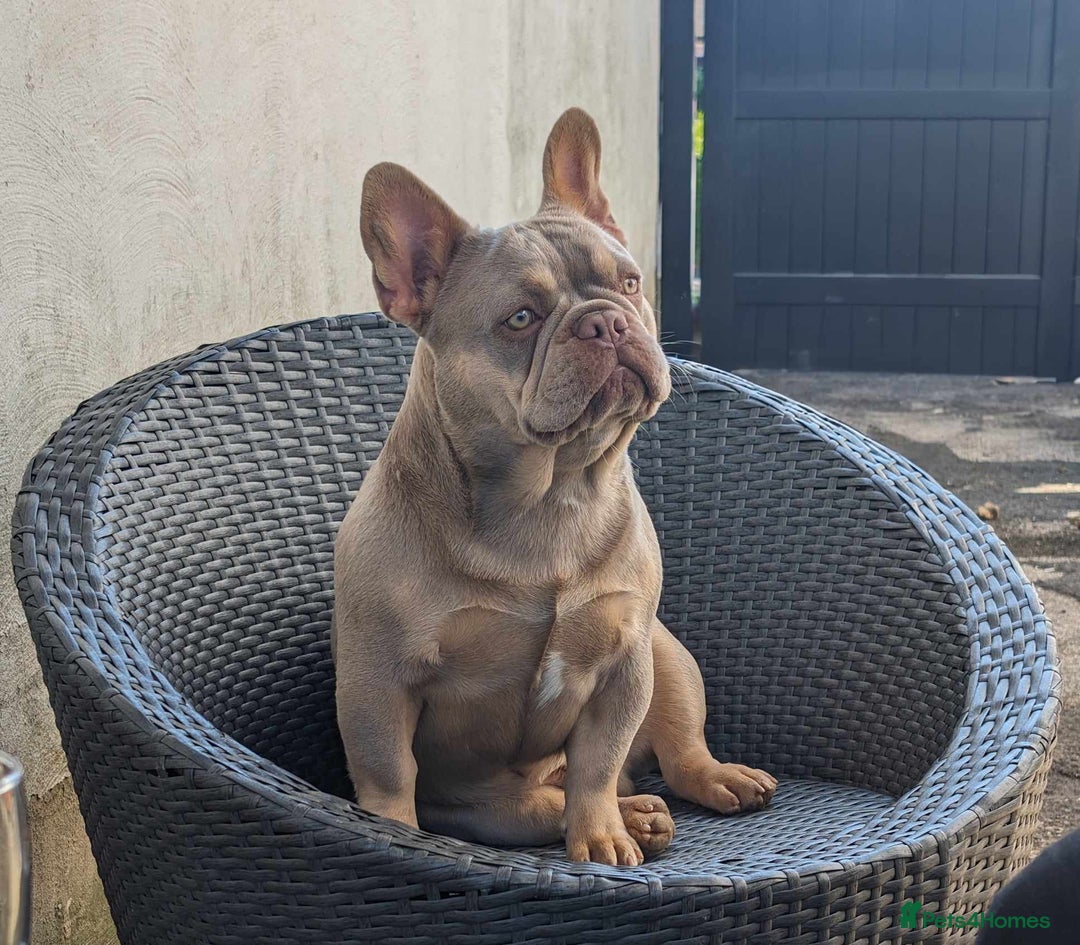 French Bulldog dogs for sale: Fluffy French Bulldogs/DNA Tested Parents  - Image 32