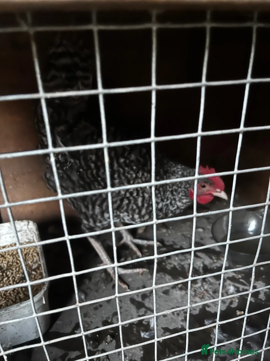 Chickens poultry for sale: Young roosters available  - Advert 2