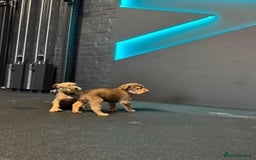 Soft Coated Wheaten Terrier dogs for sale: Traditional Irish Wheaten Terriers  - Image 3