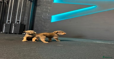 Soft Coated Wheaten Terrier dogs - Advert 15