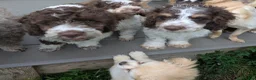 Cockapoo dogs for sale: 5 ⭐ DNA tested F1 cockapoos - Advert 20