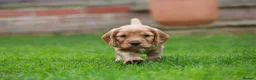 Cocker Spaniel dogs for sale: Gorgeous Working Cocker Spaniel Pups  - Advert 22
