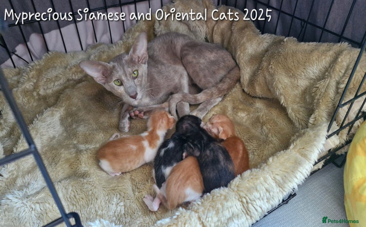 Oriental cats Oriental male bicolour  - Advert 1