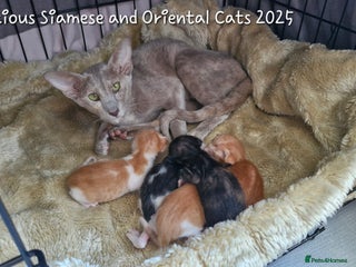 Oriental cats Oriental male bicolour - Advert 1