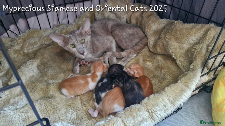 Oriental cats Oriental male bicolour - Advert 1