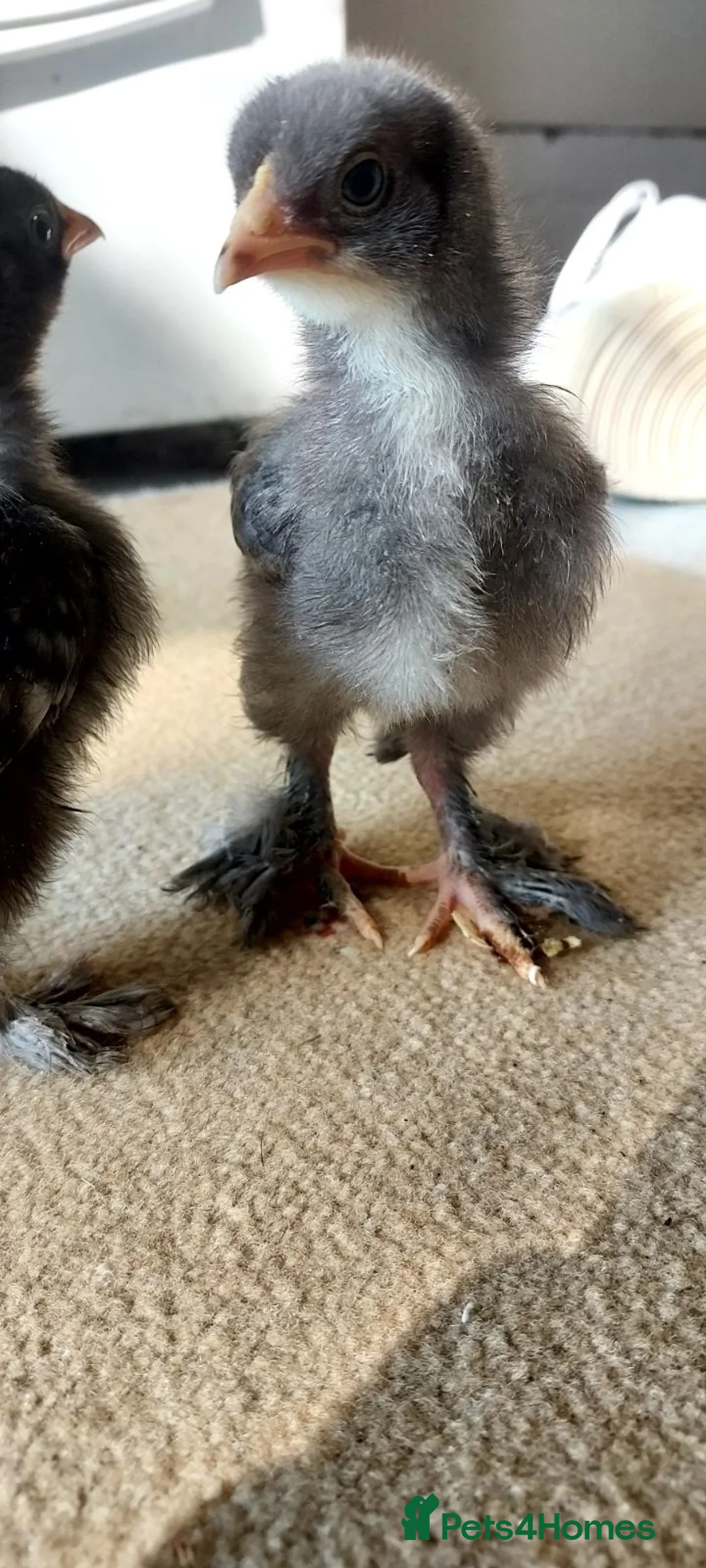 Chickens poultry for sale: 2 Stunning Cukoo Pekin Bantam Chicks - 2 weeks old in Lancaster - Advert 3
