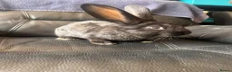 Continental Giant rabbits for sale: Baby’s giants  - Advert 4