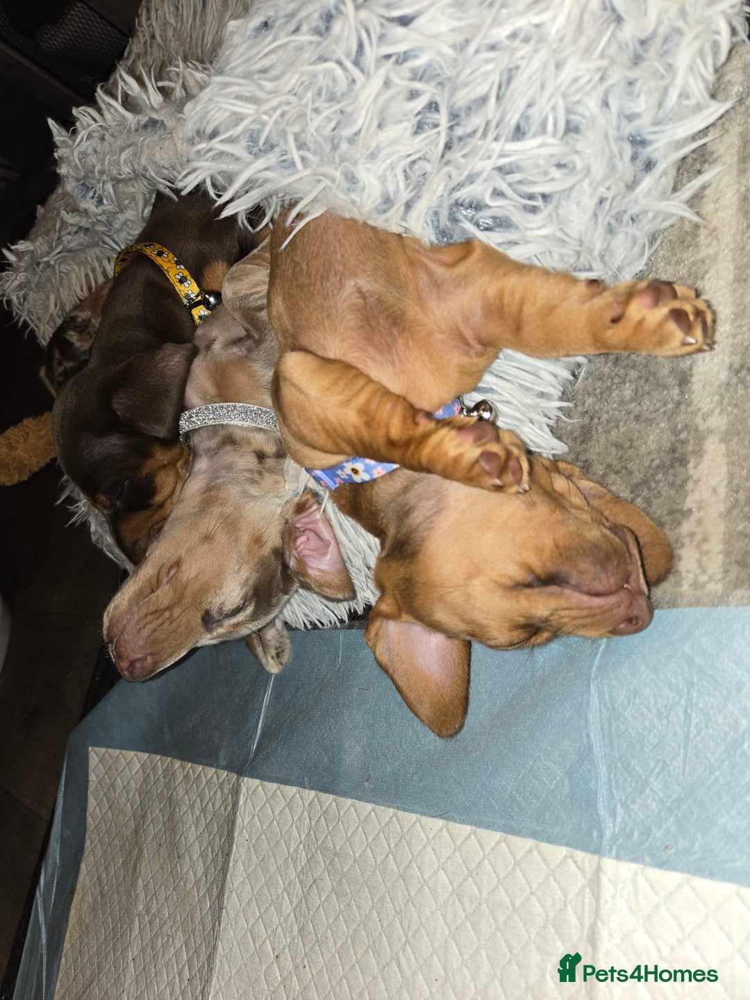 Dachshund dogs for sale: Beautiful KC REG dachshund pups - Advert 12