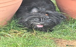 Yorkshire Terrier dogs for sale: 🥰🥰Yorkshire Terrier black tan🐶🐶 - Image 10