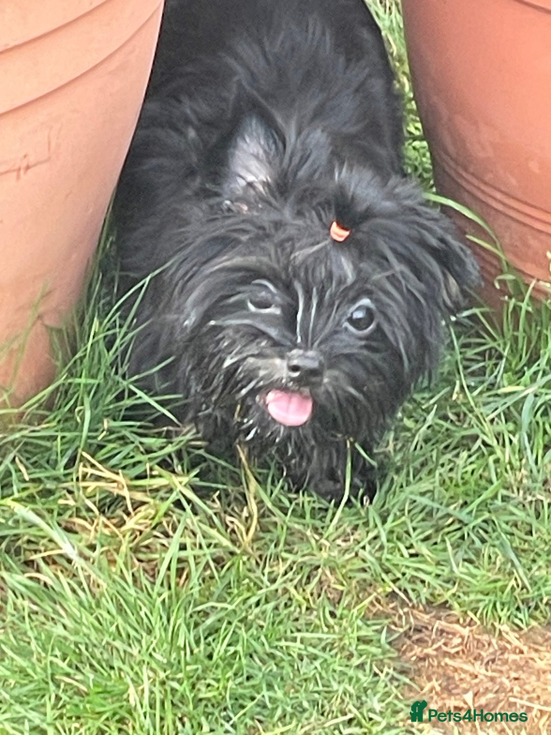 Yorkshire Terrier dogs for sale: 🥰🥰Yorkshire Terrier black tan🐶🐶 - Image 10